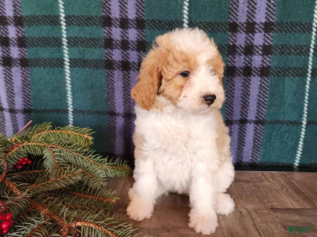 Mini Goldendoodle dogs for sale: Oma - Ad 4