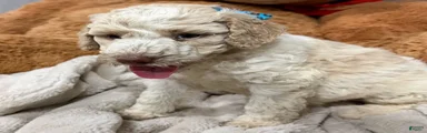 Goldendoodle 5