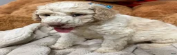 Goldendoodle dogs for sale: Goldendoodle 5 - Ad 1