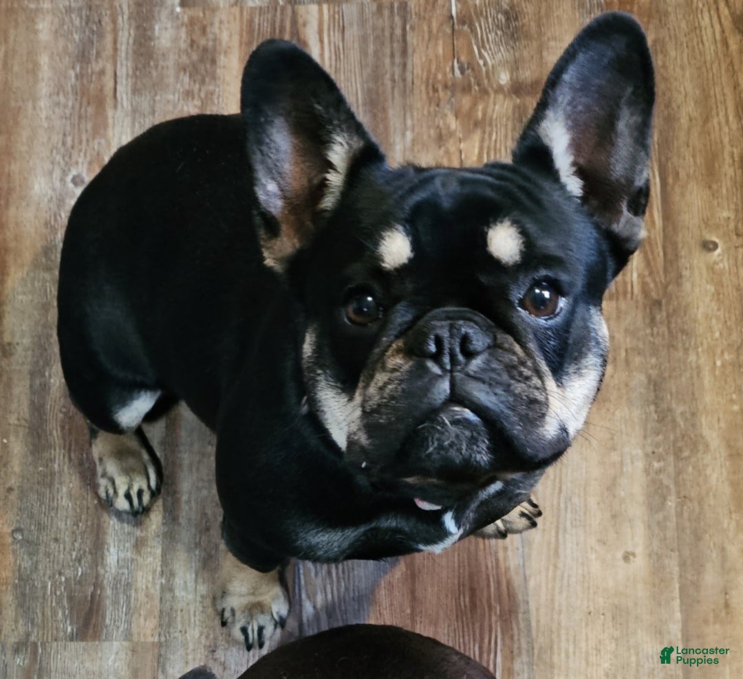 French Bulldog dogs for sale: French Bulldog Puppy 2 - Ad 7