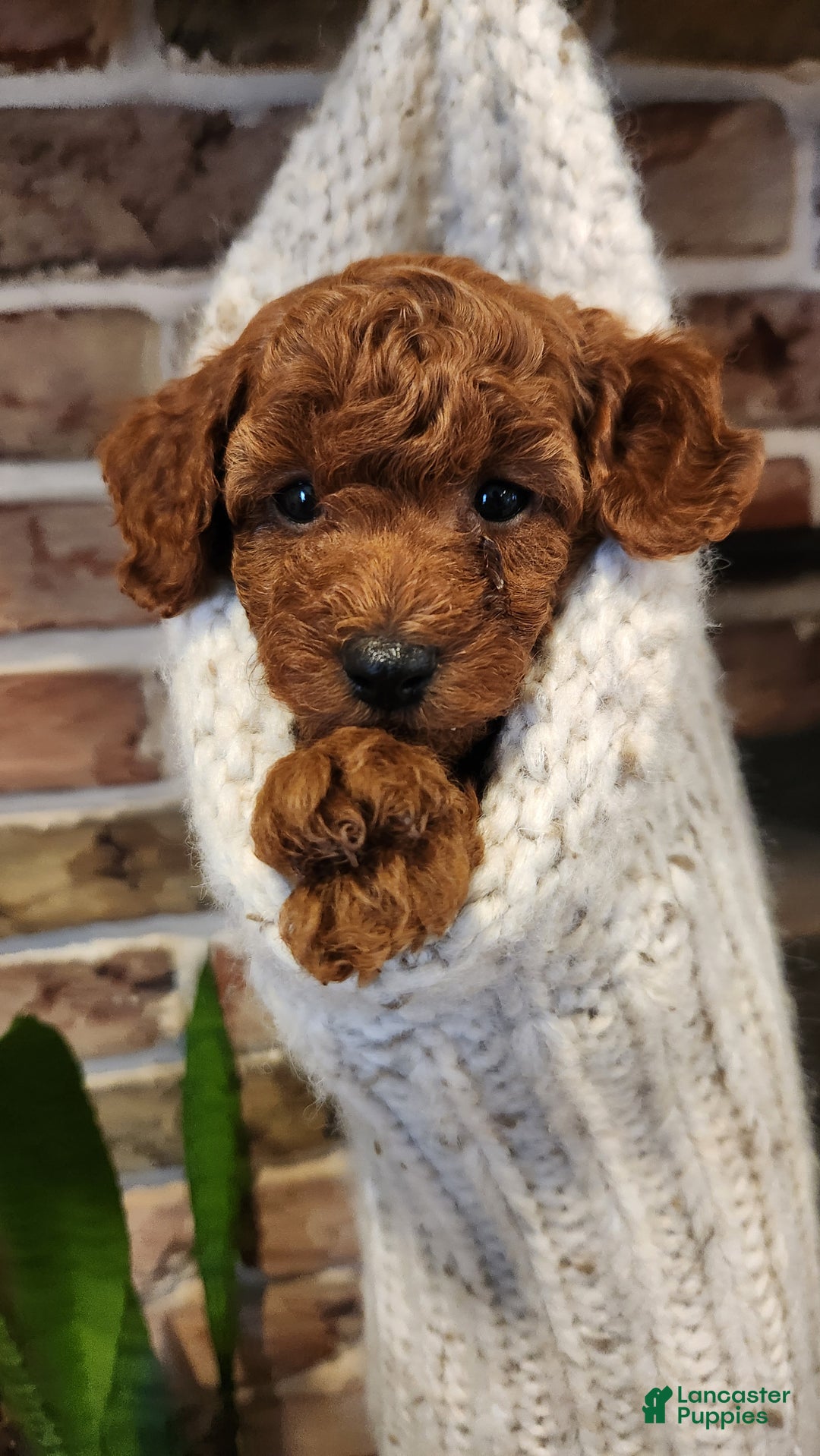Cavapoo dogs for sale: Benji - Ad 1