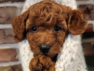 Cavapoo dogs Benji - Ad 23