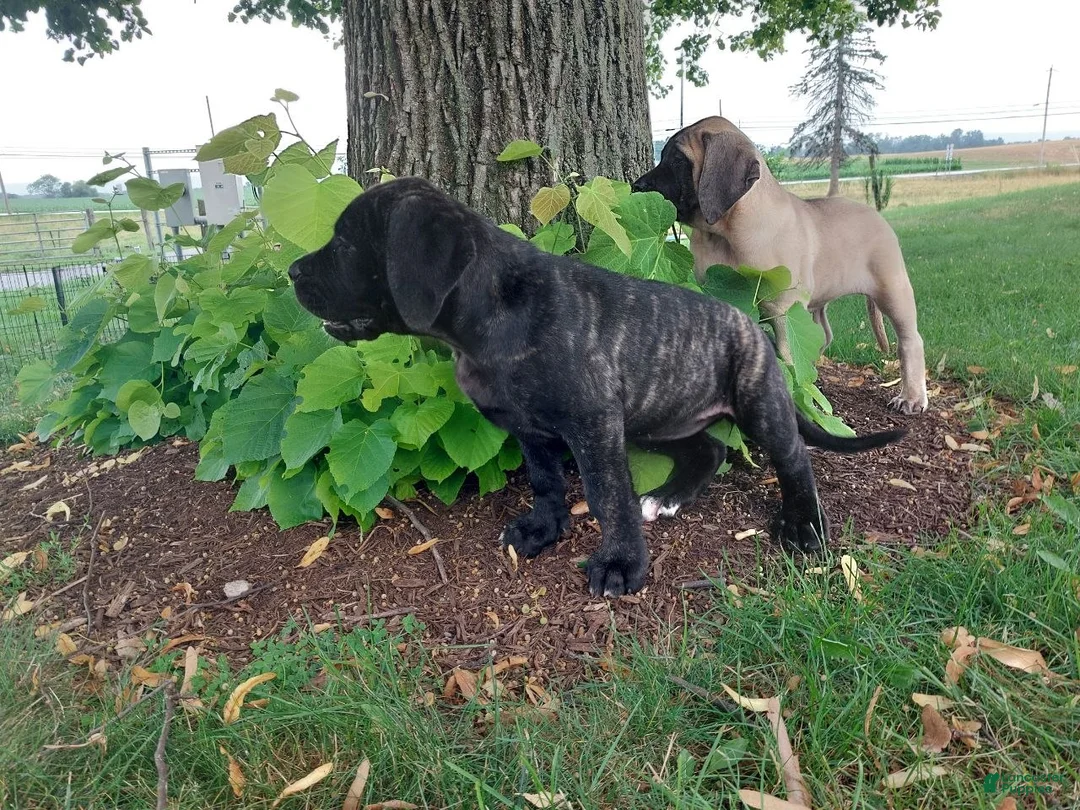 English Mastiff dogs for sale: Millie - Ad 2