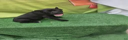 Cane Corso dogs for sale: MELLO - Ad 2