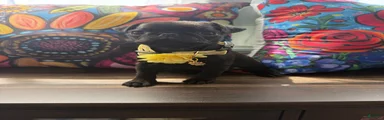 Yellow collar