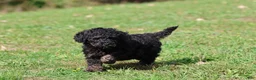 Mini Bernedoodle dogs for sale: Rosco - Ad 1