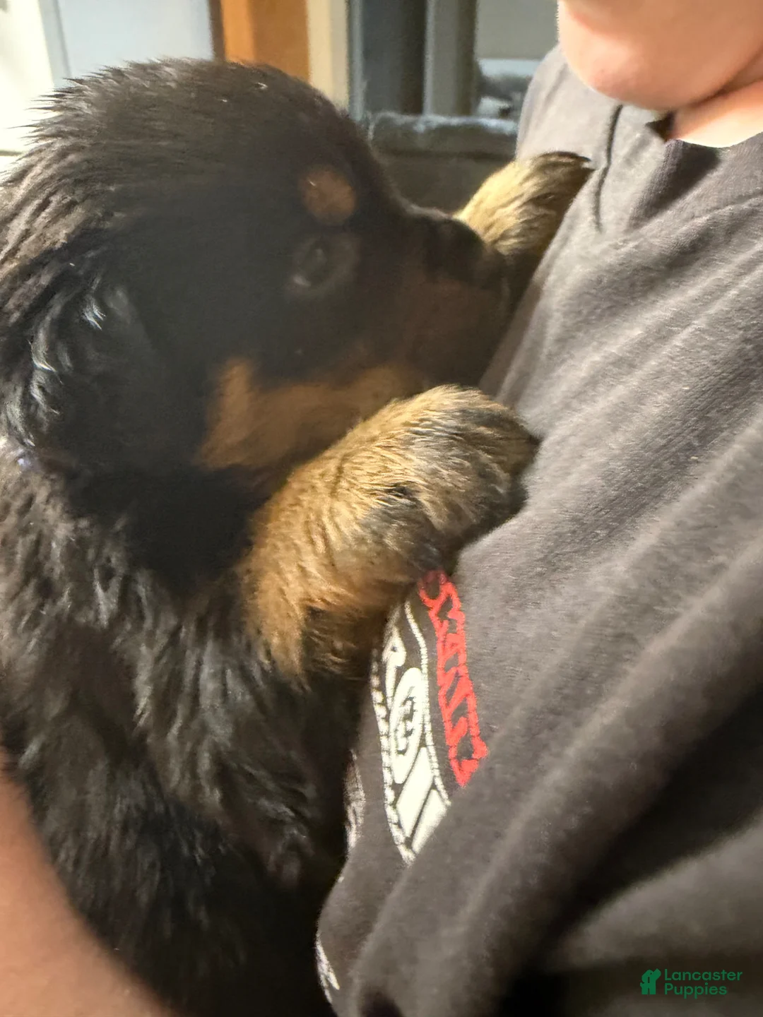 Rottweiler dogs for sale: Rottweiler Puppy 5 - Ad 1