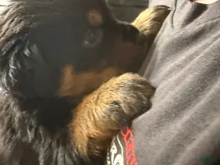 Rottweiler dogs for sale: Rottweiler Puppy 5 - Ad 3