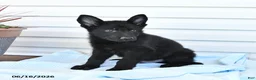 German Shepherd dogs for sale: Captian - Ad 3
