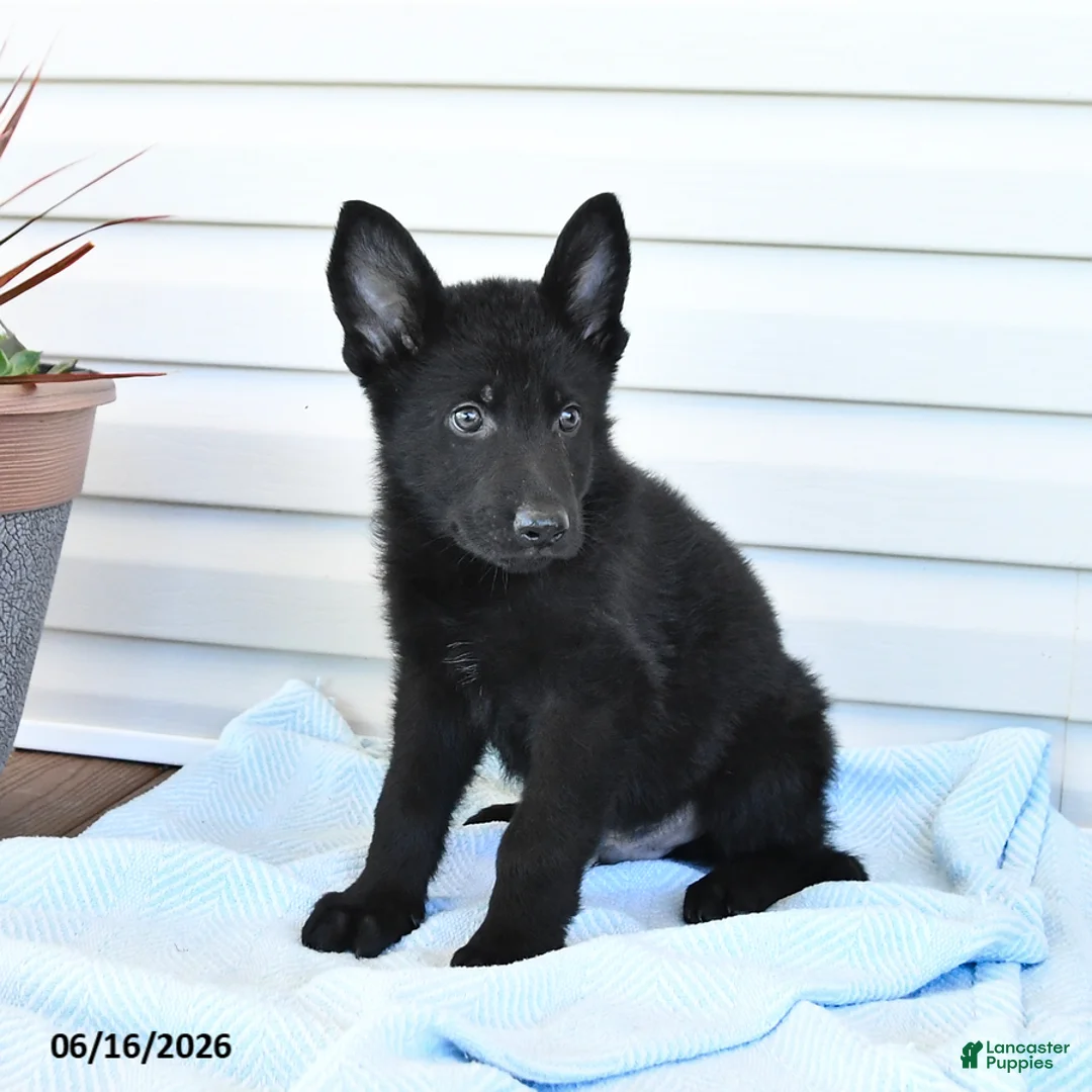 German Shepherd dogs for sale: Captian - Ad 3