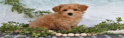 Bichpoo dogs for sale: Harmony - Ad 4