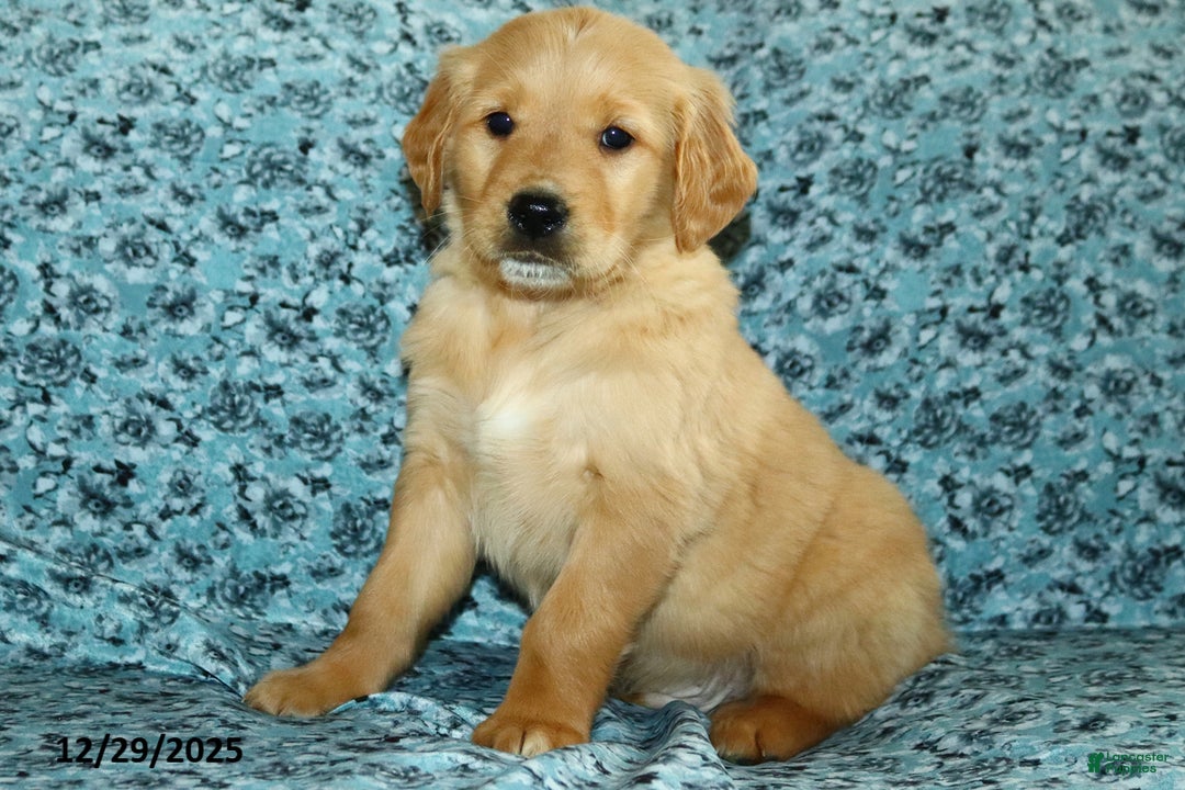 Golden Retriever dogs for sale: Hope - Ad 2