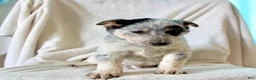 Australian Cattle Dog dogs for sale: Ranger - Ad 4