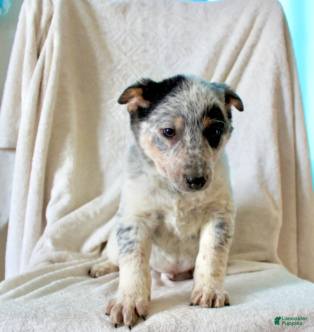 Australian Cattle Dog dogs for sale: Ranger - Ad 4