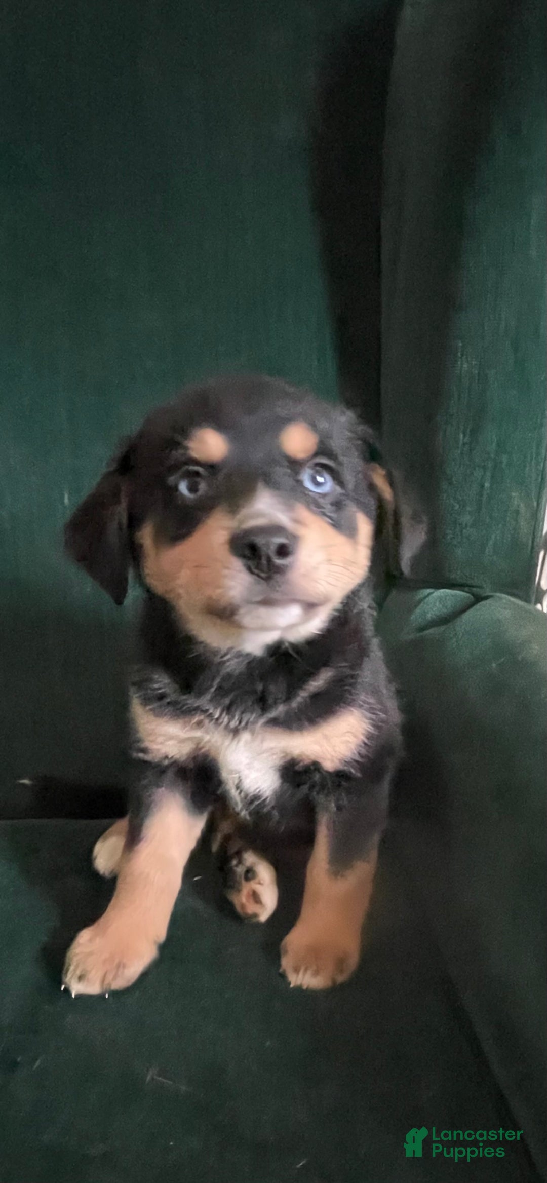 Mixed Breed dogs for sale: Virginia  - Ad 1