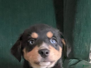 Mixed Breed dogs Virginia - Ad 26