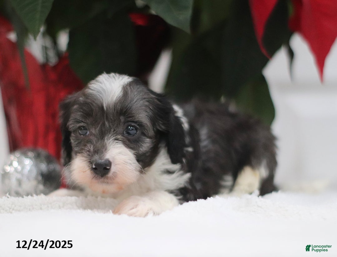 Cavapoo dogs for sale: Adam - Ad 5