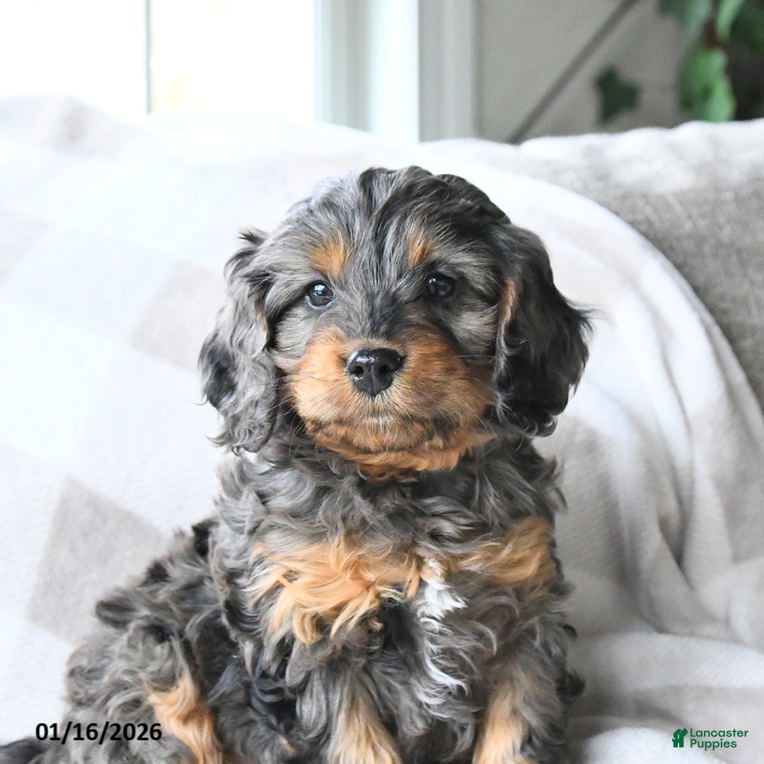 Cavapoo dogs for sale: Cody - Ad 2