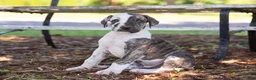 Great Dane dogs for sale: Ace - Ad 4