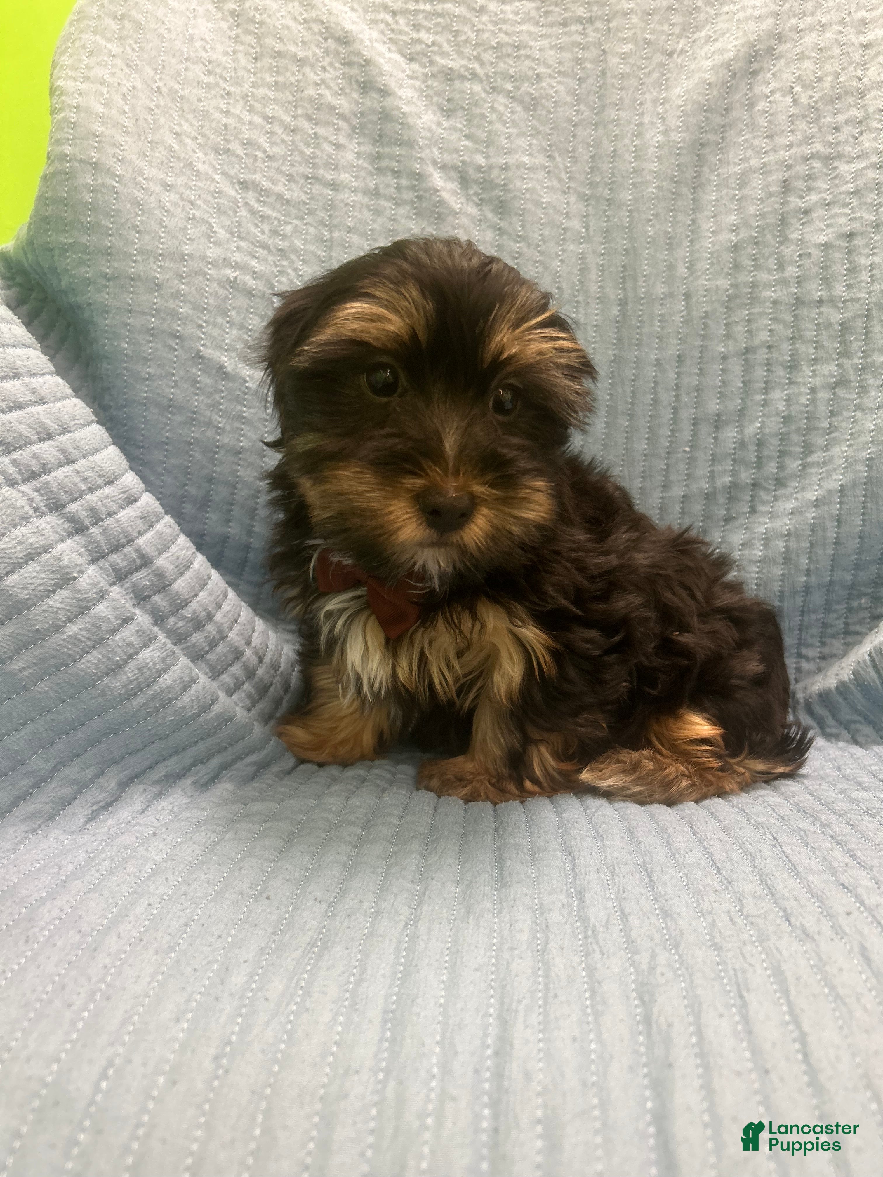Morkie dogs Morkie Puppy 2 - Ad 23