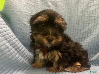 Morkie dogs Morkie Puppy 2 - Ad 34