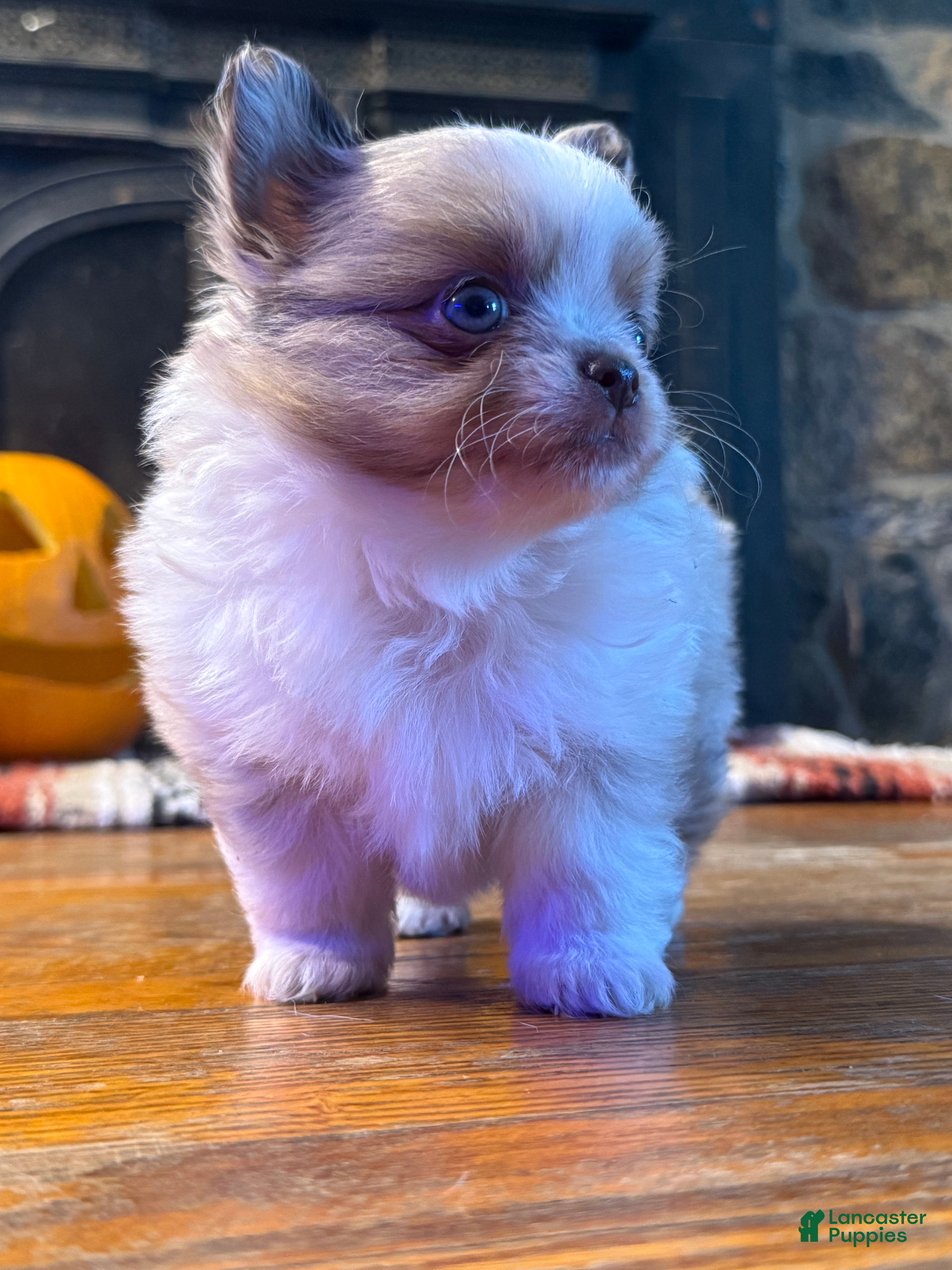 Chihuahua dogs Merle Male  - Ad 5