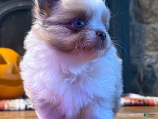 Chihuahua dogs Merle Male - Ad 40