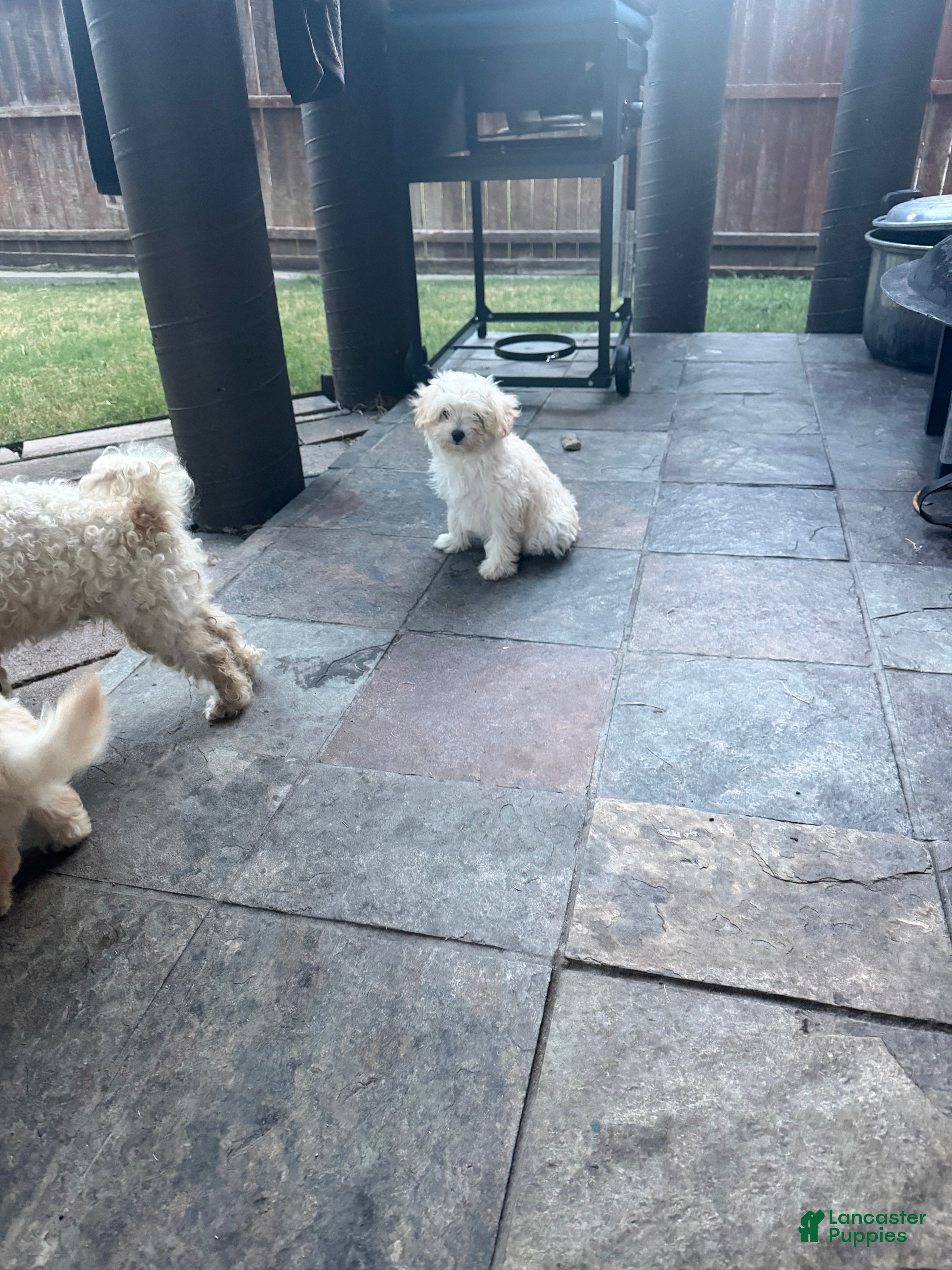 Mixed Breed dogs Mixed Breed 1 - Ad 1