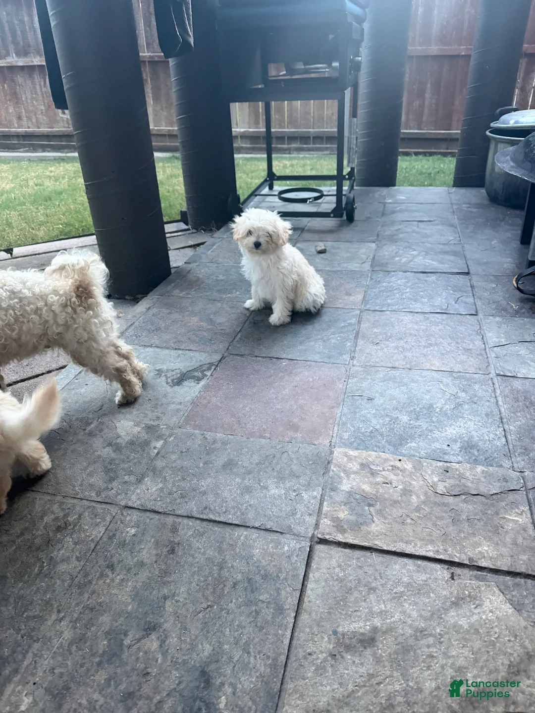 Mixed Breed dogs for sale: Mixed Breed 1 - Ad 1