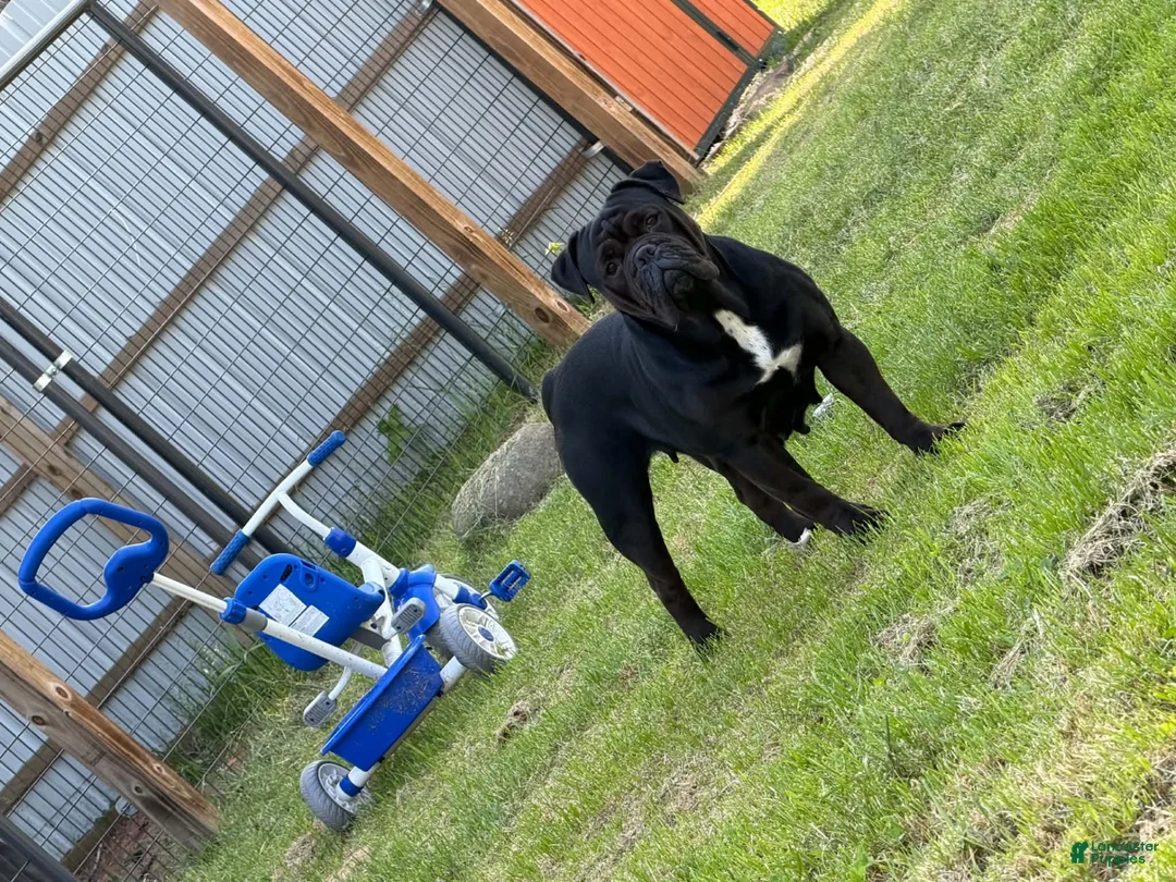 Olde English Bulldogge dogs for sale: Black Merle male  - Ad 2