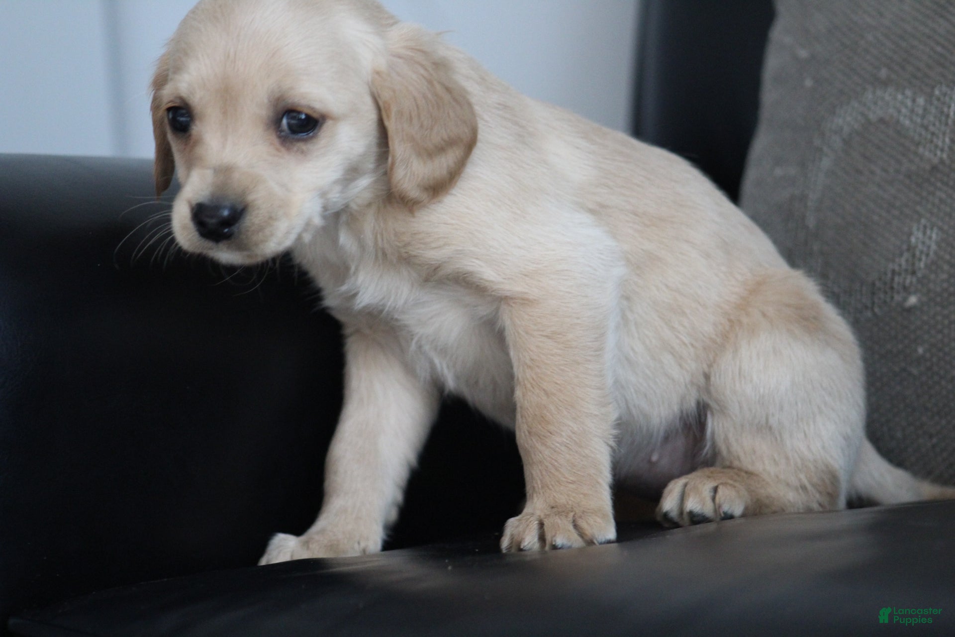 Cockapoo dogs Casey  - Ad 35