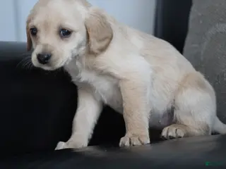 Cockapoo dogs Casey - Ad 35