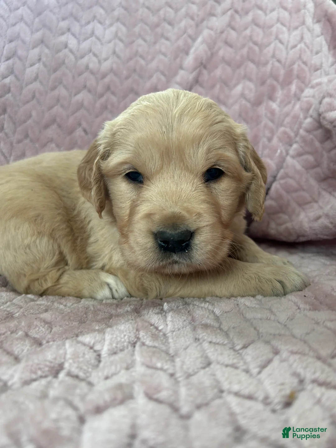 Golden Retriever dogs for sale: Muffin - Ad 11