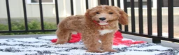 Cavapoo dogs for sale: Lenny  - Ad 7