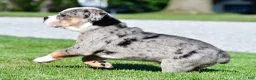 Beabull dogs for sale: Bo - Ad 10
