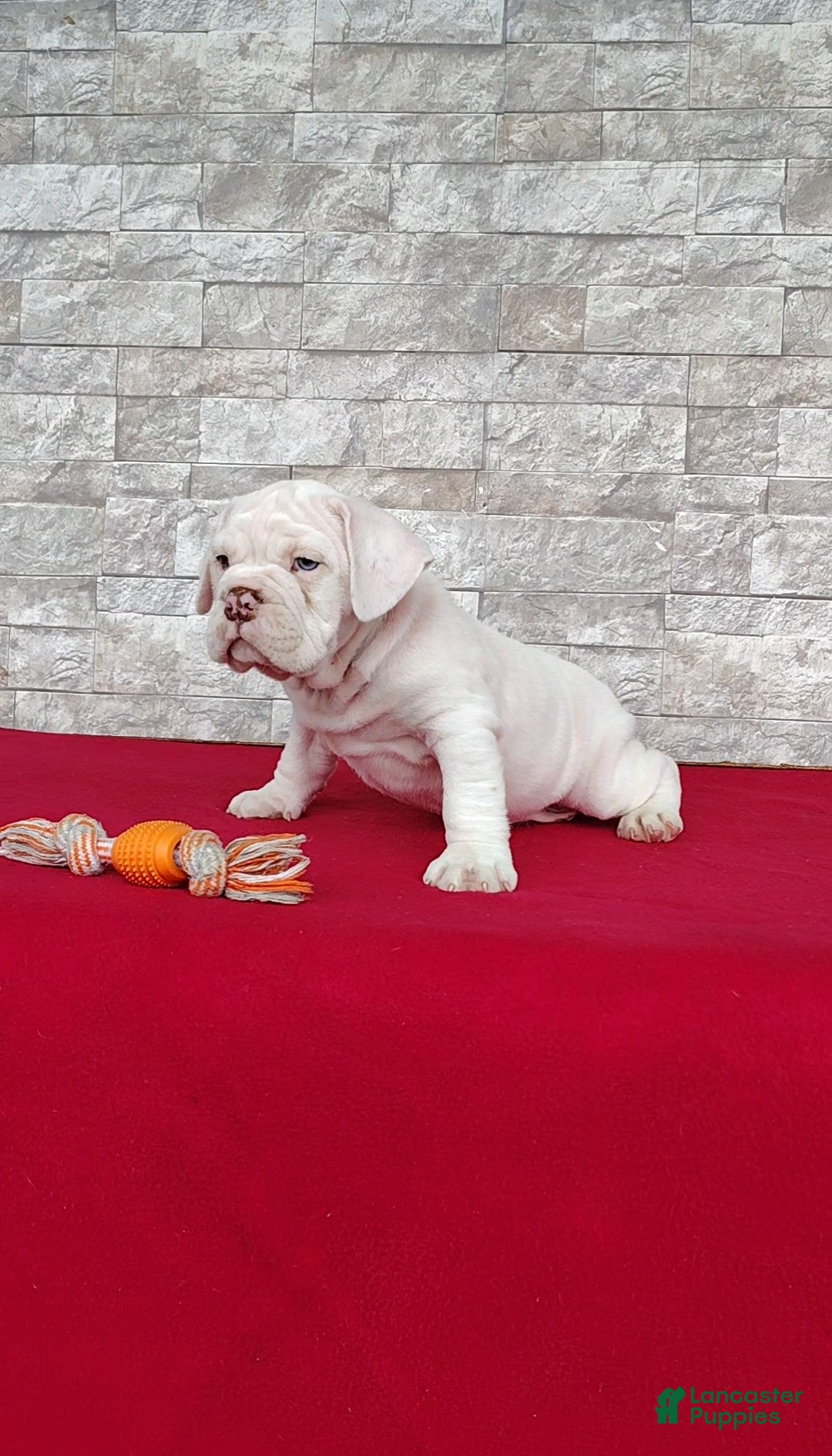 Beabull dogs Randy - Ad 2