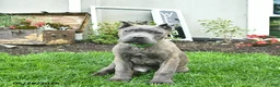 Cane Corso dogs for sale: Denver  - Ad 4