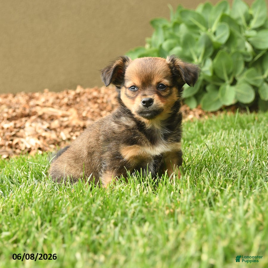 Chihuahua dogs Matt  - Ad 2