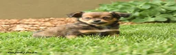 Chihuahua dogs for sale: Matt  - Ad 2