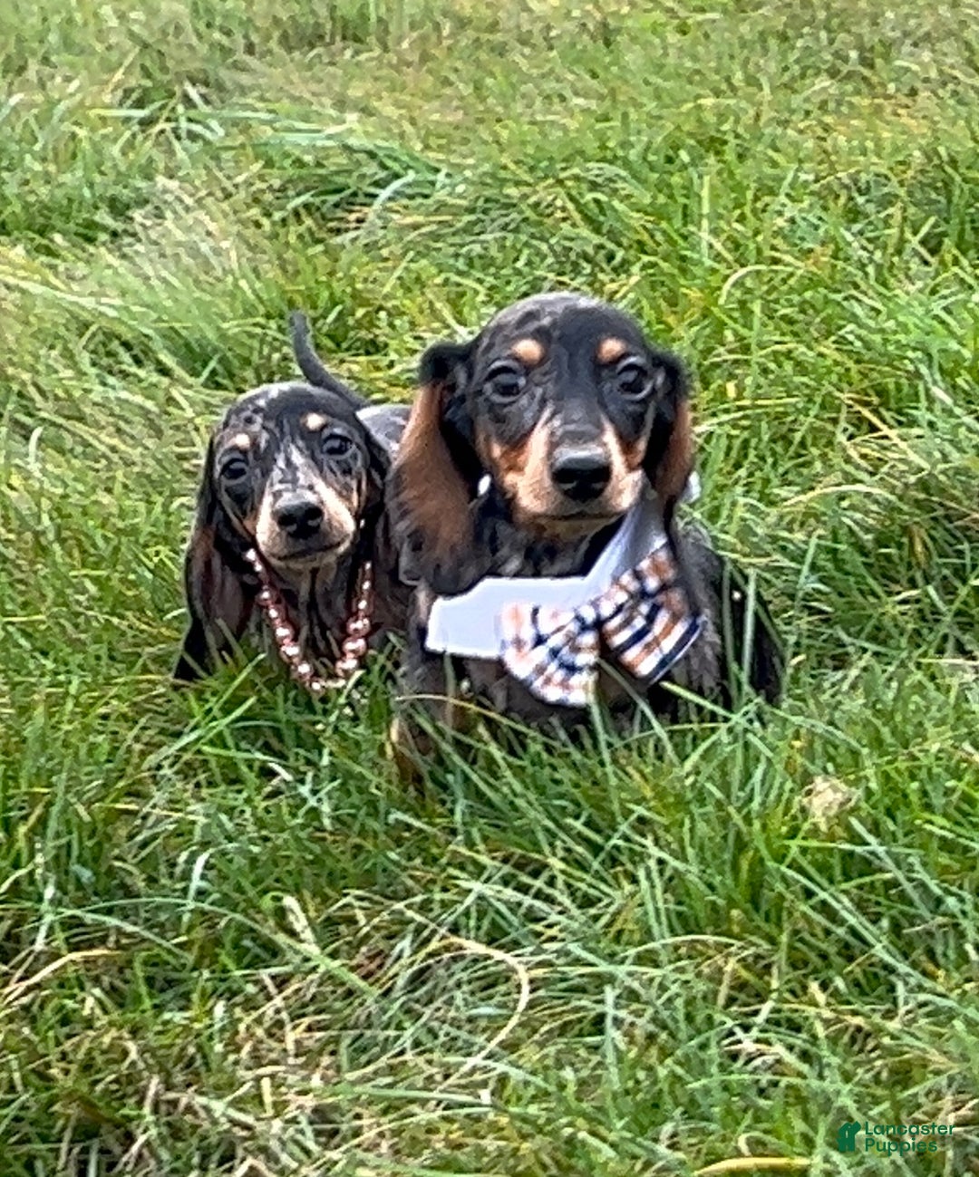 Miniature Dachshund dogs for sale: Pra clear CH Parents AKC  - Ad 11