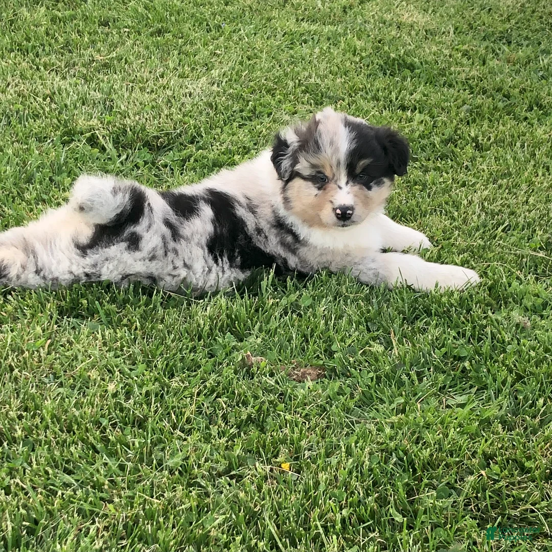 Australian Shepherd dogs for sale: Bob  - Ad 2