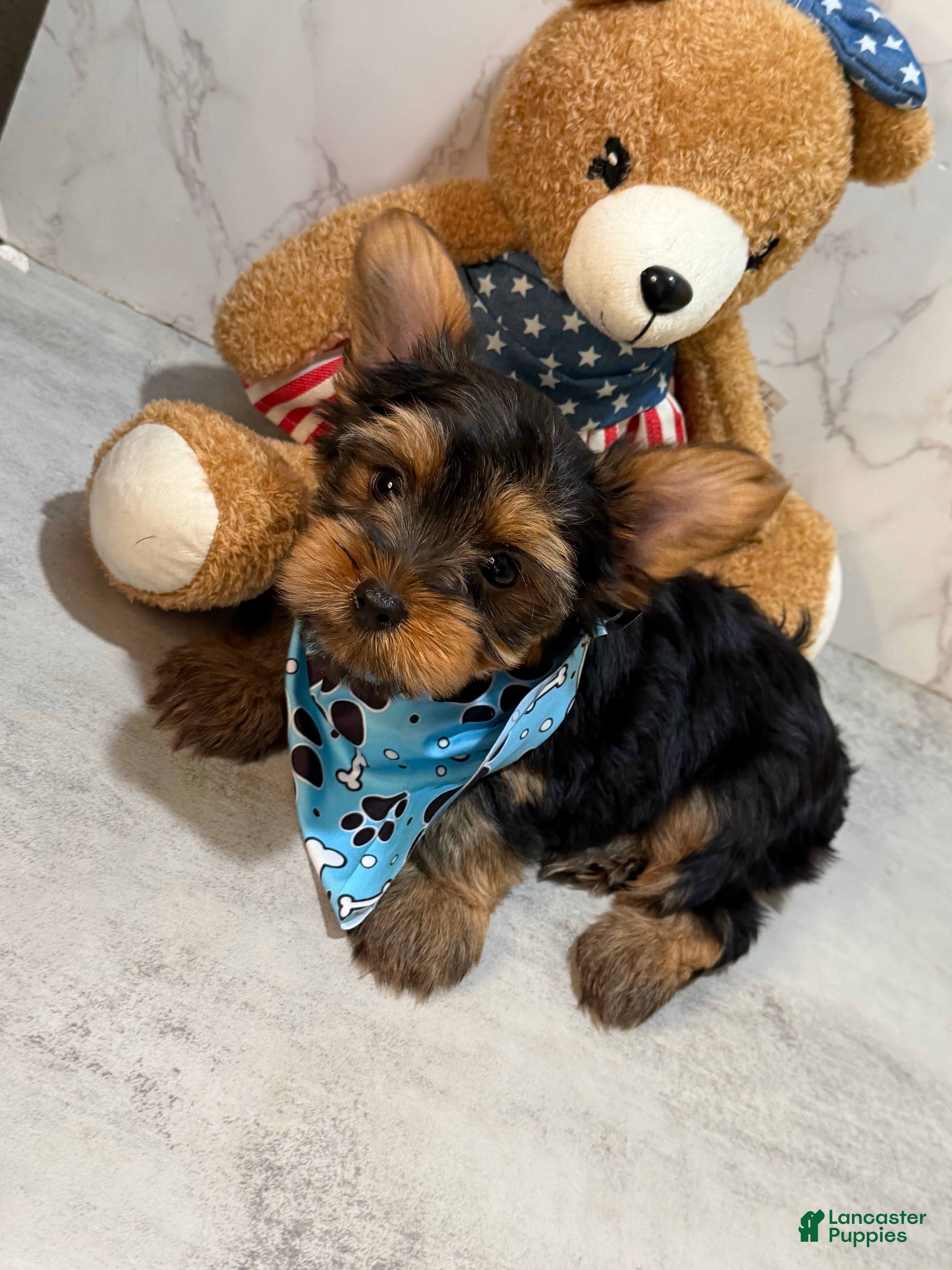 Yorkshire Terrier dogs Teacup Tyler  - Ad 1