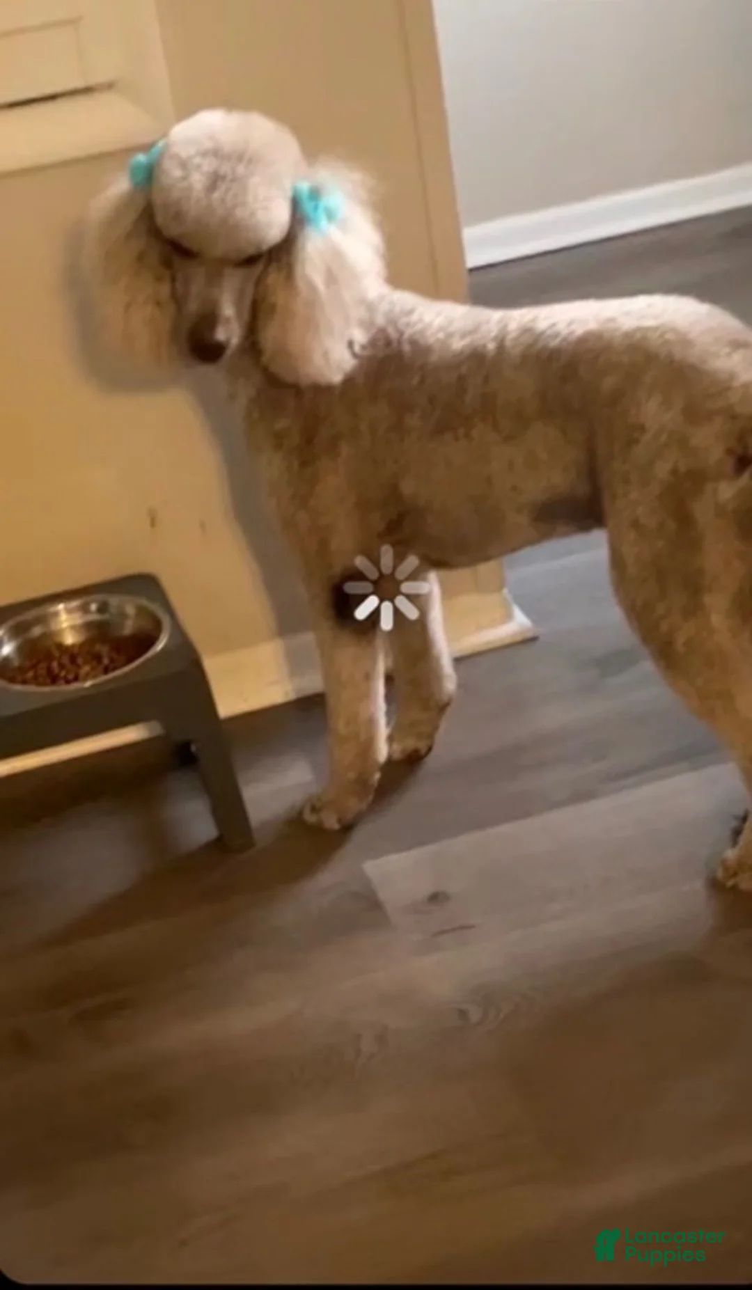 Standard Poodle dogs for sale: Standard Poodle 2 - Ad 6
