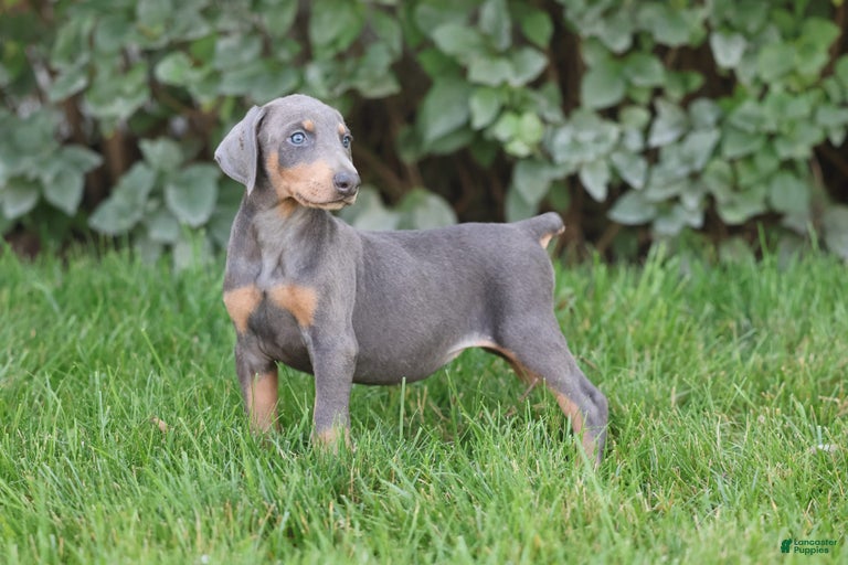 Gallery Image {{count}}