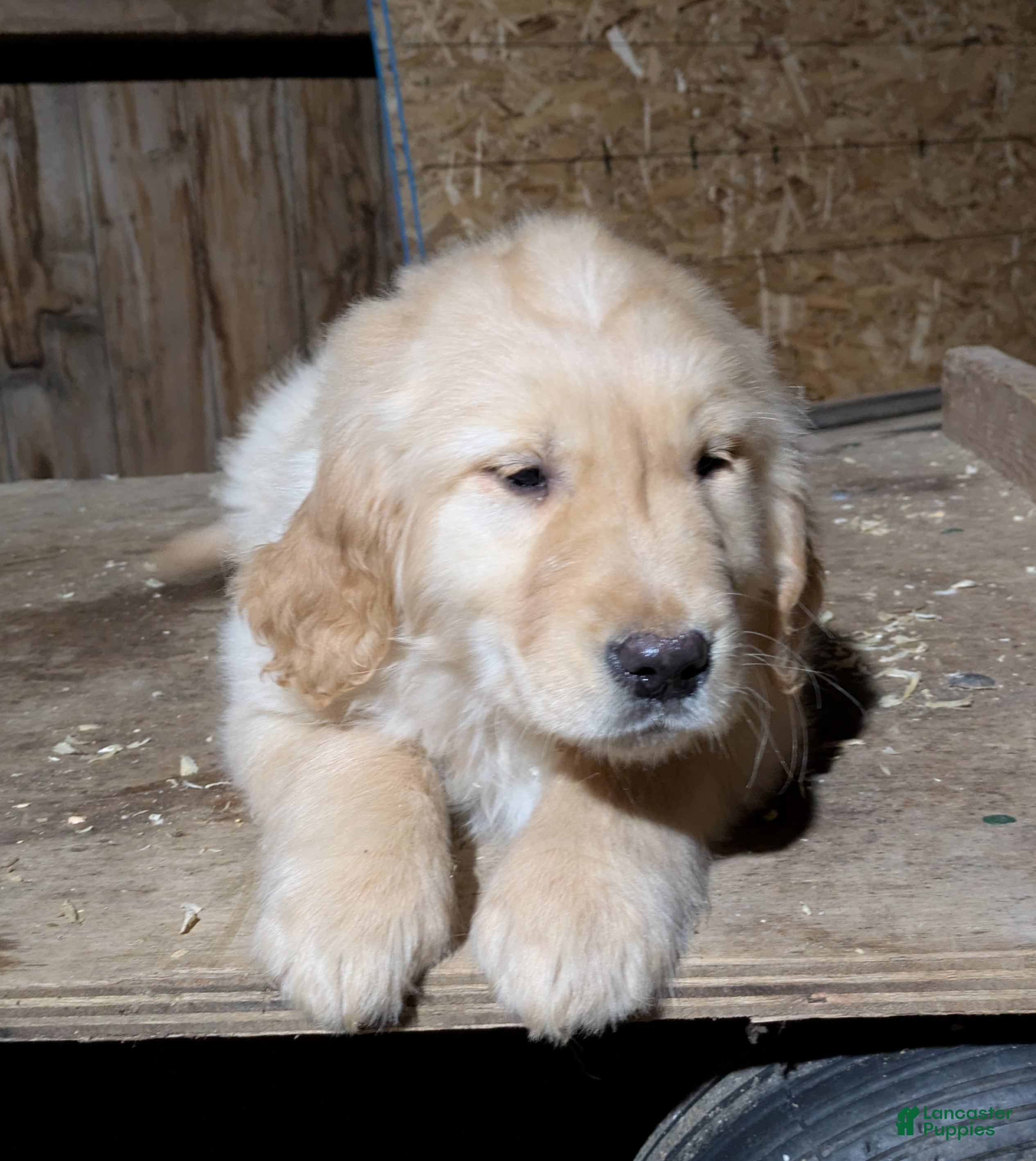Golden Retriever dogs for sale: Rolly - Ad 1