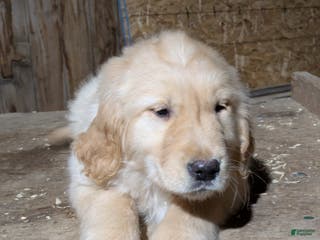 Golden Retriever dogs Rolly - Ad 29
