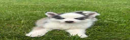 Pomsky dogs for sale: Shane - Ad 2