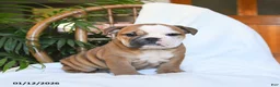 English Bulldog dogs for sale: Molly - Ad 7