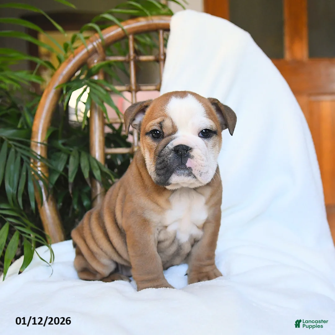 English Bulldog dogs for sale: Molly - Ad 7