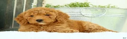Mini Goldendoodle dogs for sale: Vanessa - Ad 6